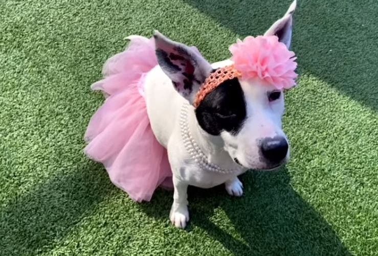Please consider adopting this sweetie! You can see a video of... - Vimarsana News
