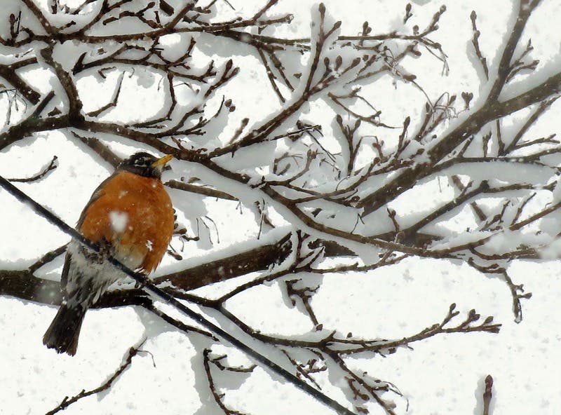 Hope you're staying safe out there with the winter... - Vimarsana News