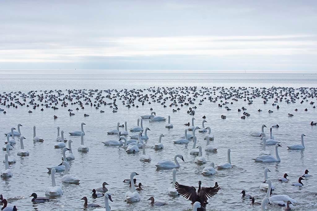 I found a large raft of ducks and swans near Thomas Point... - Vimarsana News