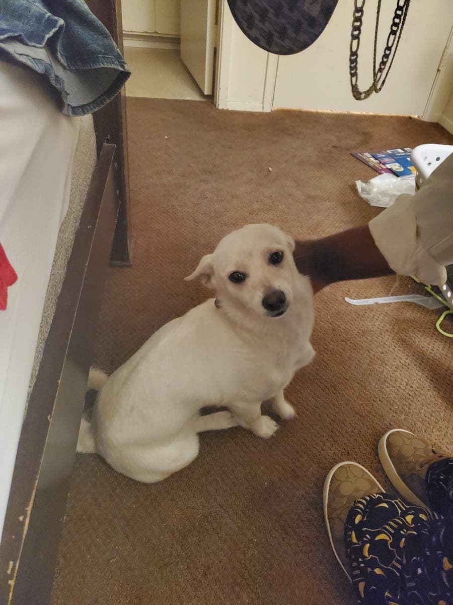 We are missing a small little white dog named Nala, her collar... - Vimarsana News