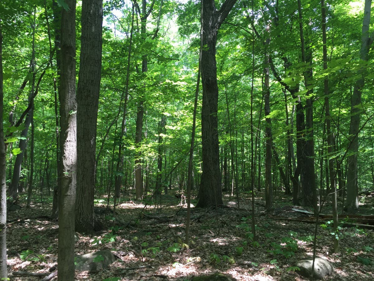 Sourlands Woods Image by NJ Trails... - Princeton, NJ Patch - Vimarsana News